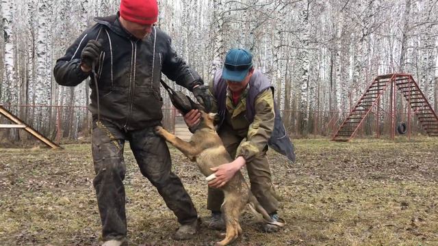 Щенки немецкой овчарки в Оренбурге смотреть онлайн