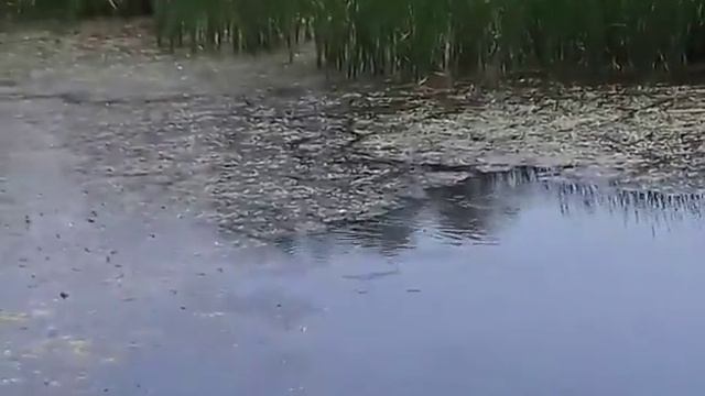 мертва риба смотреть онлайн