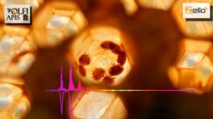 #Рахматулин Д.К. Подход к лечению пчел от клеща varroa