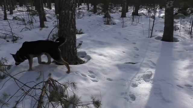 СПАСЛИ ЖИВОТИНКУ! Поход в лес БРУСНИЧНЫЙ ЧАЙ... смотреть онлайн