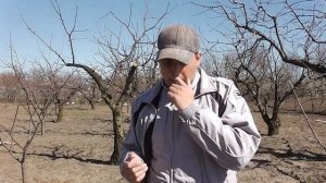 Весеннее опрыскивание абрикоса,от монилиоза и парши.