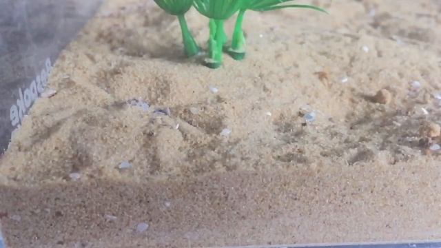 Sicarius Terrosus, Six Eyed Sand Spider, Update And Attempt Feeding. смотреть онлайн