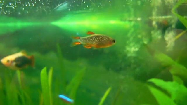 Celestial Pearl Danio (Danio margaritatus) смотреть онлайн