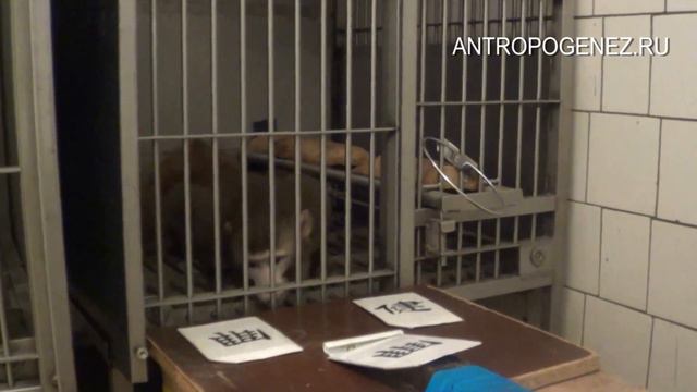 Страдания молодой макаки... смотреть онлайн