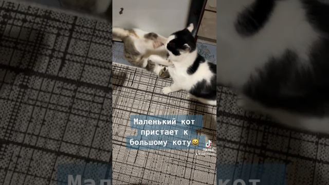 Маленький кот пристает к большому коту😺 смотреть онлайн