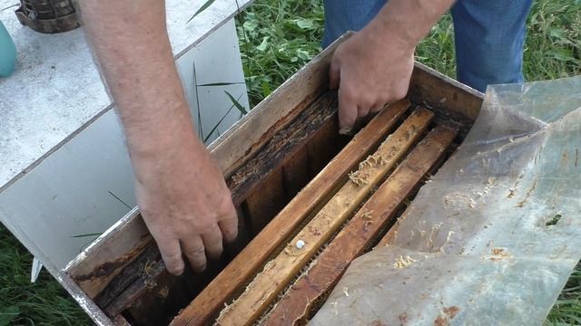 НОВЫЕ СОТЫ И ЗАПАСНЫЕ МАТКИ. смотреть онлайн