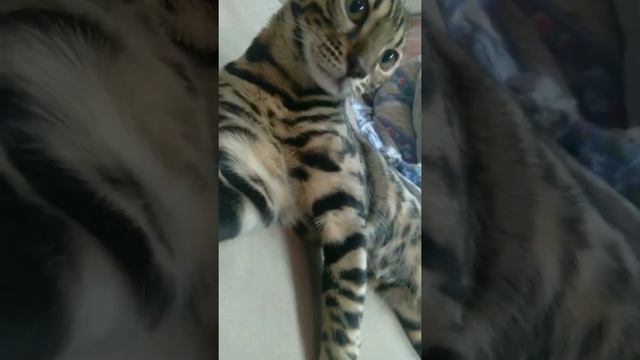 Как лежит бенгальский кот?(2) смотреть онлайн