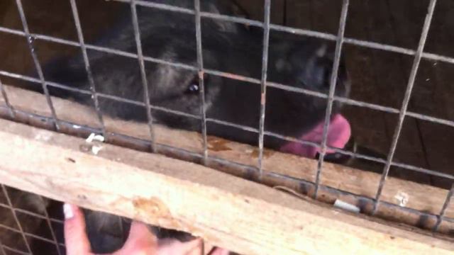 Кавказец НАШЕЛ ХОЗЯИНА! смотреть онлайн