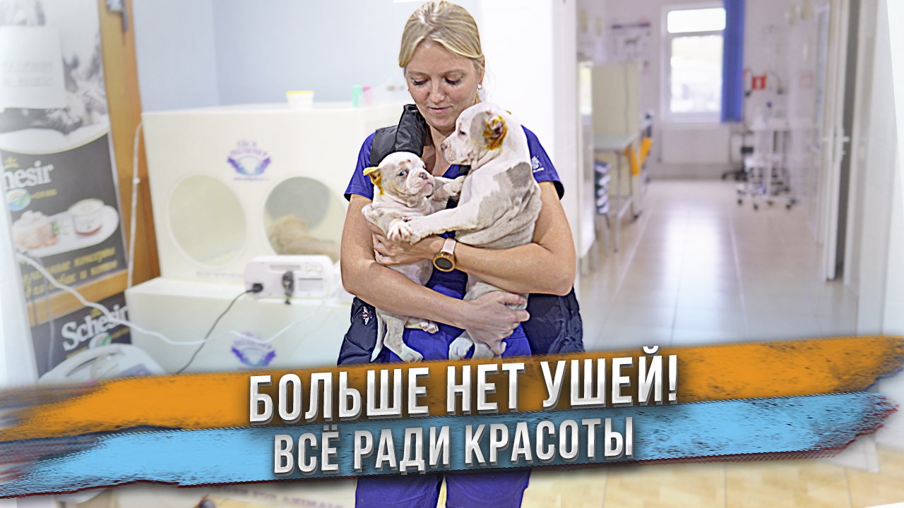 Щенки потеряли уши и не могут их найти! смотреть онлайн