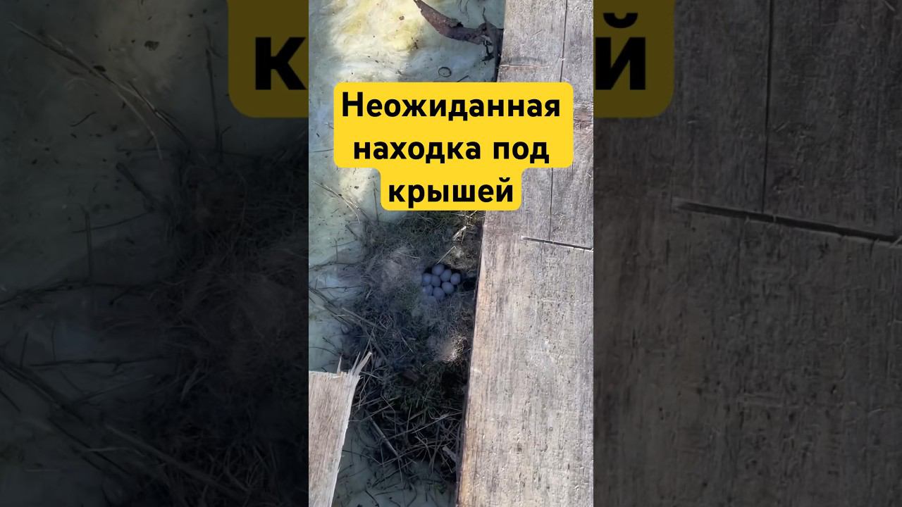 Птицы свили гнездо под крышей.