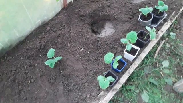 Рассада огурцов, история выращивания за 1 месяц смотреть онлайн