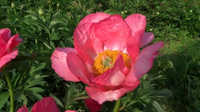 Пион КЛОДИЯ / Paeonia CLAUDIA - ОБЗОР, ОПИСАНИЕ, ЦВЕТЕНИЕ, ОТЗЫВ смотреть онлайн