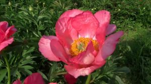 Пион КЛОДИЯ / Paeonia CLAUDIA - ОБЗОР, ОПИСАНИЕ, ЦВЕТЕНИЕ, ОТЗЫВ