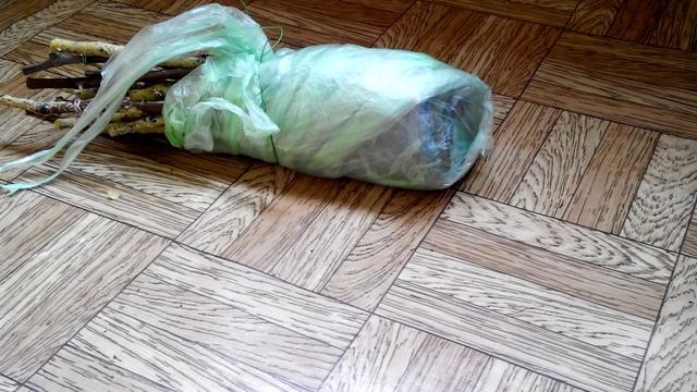 Проращивание черенков винограда. метод Пузенко "на шкафу" смотреть онлайн