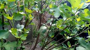 Кадота инжир