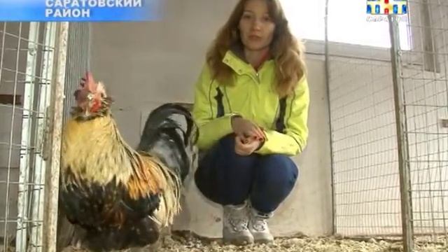 28 января по восточному календарю наступит год Огненного или Красного Петуха смотреть онлайн