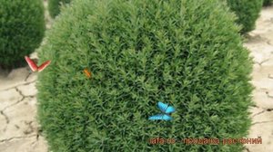 Туя западная Тедди (thuja occidentalis teddy) ? туя Тедди обзор: как сажать саженцы туи Тедди