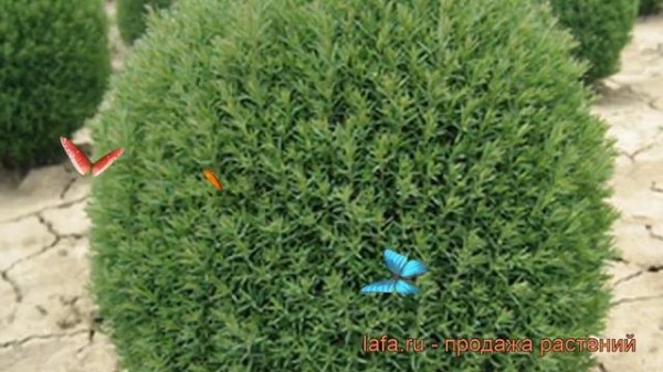 Туя западная Тедди (thuja occidentalis teddy) ? туя Тедди обзор: как сажать саженцы туи Тедди
