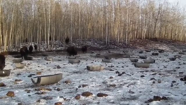 канадские бизоны понимают украинский язык смотреть онлайн
