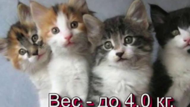 топ 10 самых мелких пород кошек смотреть онлайн