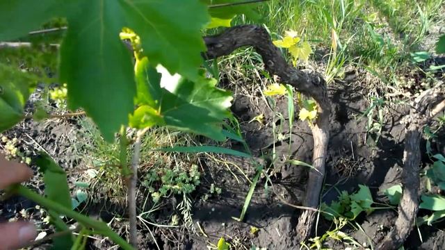 Первая летняя подвязка винограда !!! #Уходзавиноградом #виноград Канал Домострой.ру смотреть онлайн