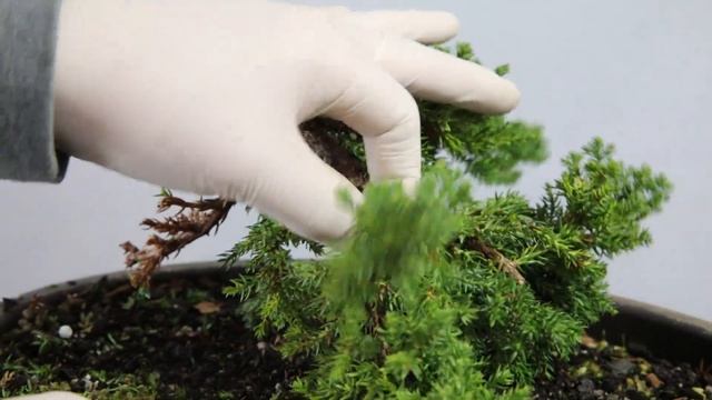 Developing a procumbens nana juniper from nursery stock смотреть онлайн