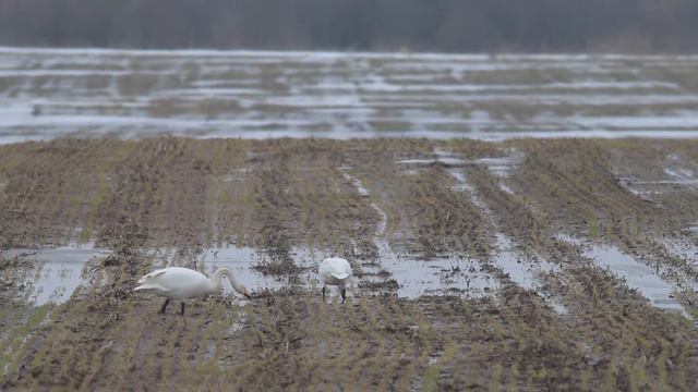 Лебеди кликуны смотреть онлайн