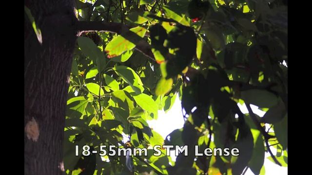 Canon t7i 18-55mm/55-250mm STM LENSE PHOTOGRAPHY смотреть онлайн