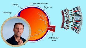 Самая полезная еда для  ваших глаз Доктор Берг