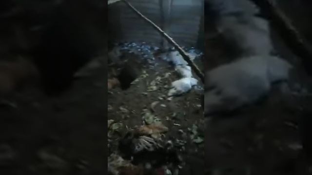 Дикий кот в курятнике смотреть онлайн