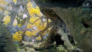 Щепки агарового дерева 1 сезон 16 серия