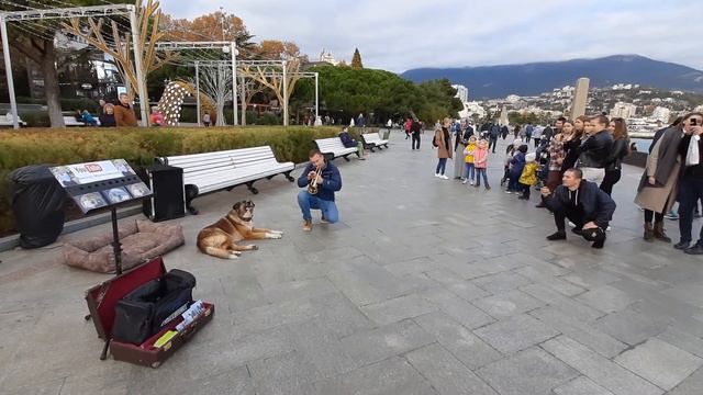 собака поёт на набережной Ялты/ Виктор Малиновский смотреть онлайн