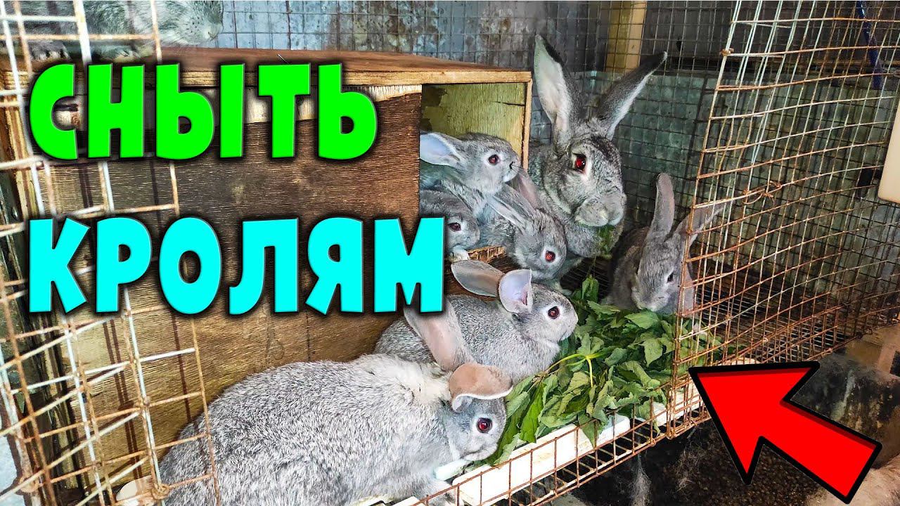 Сныть для кроликов / Кормление кроликов / Любимая трава моих ушастиков смотреть онлайн