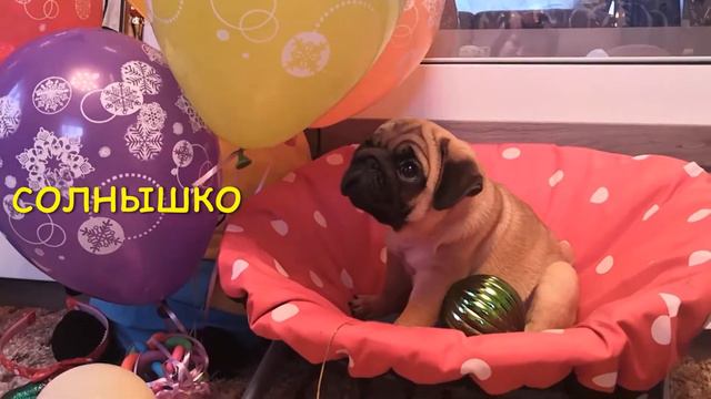 щенок мопса мальчик -Счастье это Пряник д.р .25 10 21г смотреть онлайн