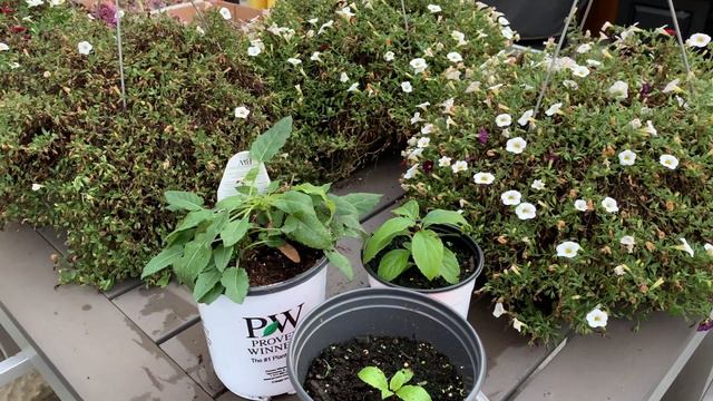 Evening Garden Chores - Overwinter Potted Calibrachoa & Planting Hydrangea Seedling - October 2021 смотреть онлайн