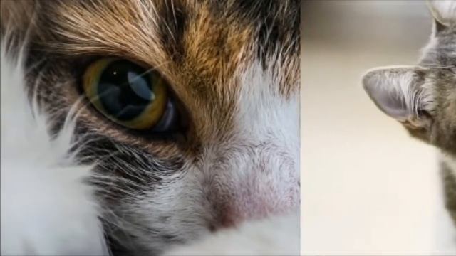 Какой ты котик по имени/Ksusha Nice смотреть онлайн