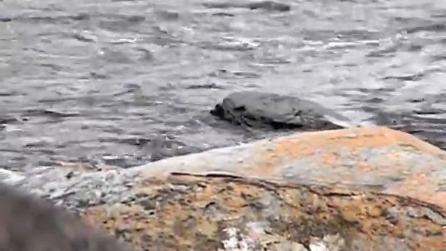 Berang-berang cakar kecil (Aonyx cinereus) di sungai смотреть онлайн