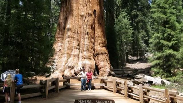 Какое дерево самое высокое на планете? Секвойя или баобаб?