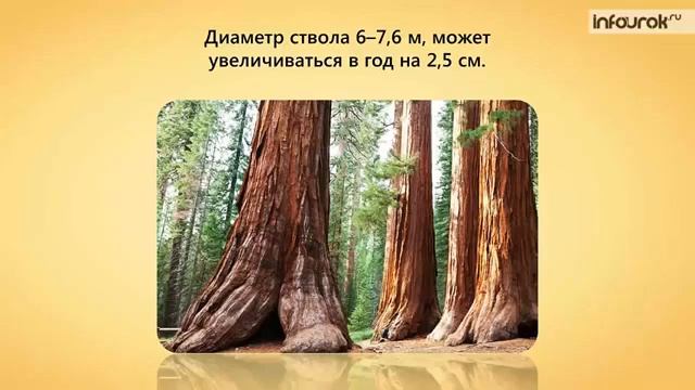 Голосеменные _ Биология 6 класс смотреть онлайн