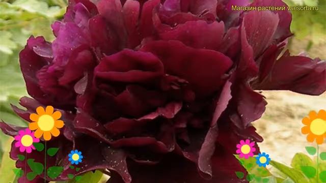 Пион древовидный ДаркПинк. Краткий обзор, описание характеристик paeonia suffruticosa DarkPink смотреть онлайн