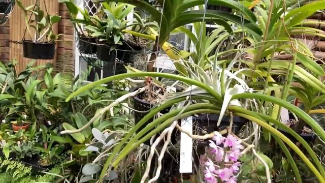 Цветение Невиданных Гибридов Каттлей..Стангопея Сошла с Ума.. New Cattleya Hybrids.. смотреть онлайн