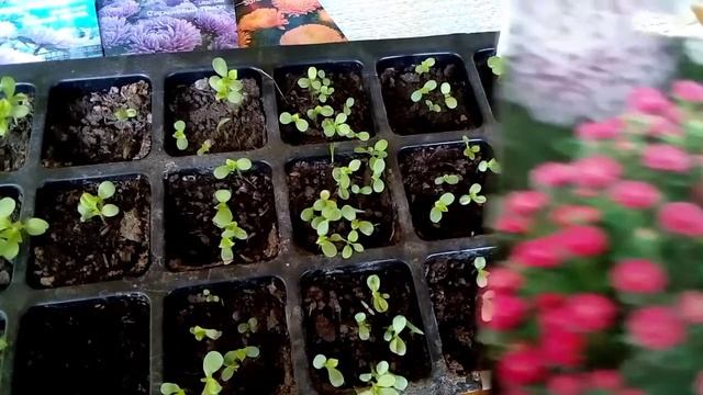 Огород для души#Астра Хризантелла продолжение следует....