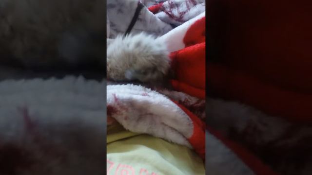 Голубоглазое котеня😙😙 смотреть онлайн