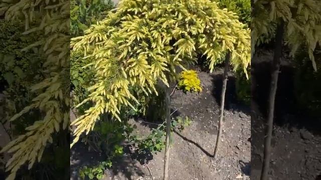 Juniperus Conferta Sunflower