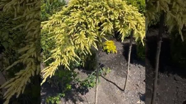 Juniperus conferta Sunflower