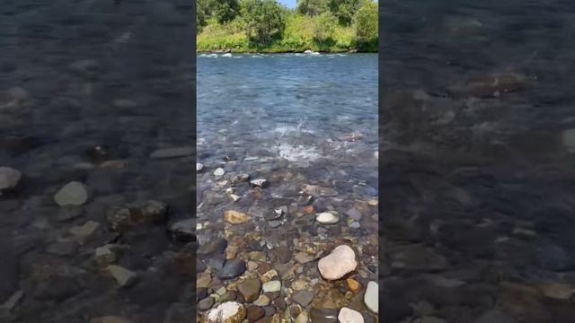 РЫБАЛКА на КАМЧАТКЕ на КРАСНУЮ РЫБУ НЕРКА река БЫСТРАЯ смотреть онлайн