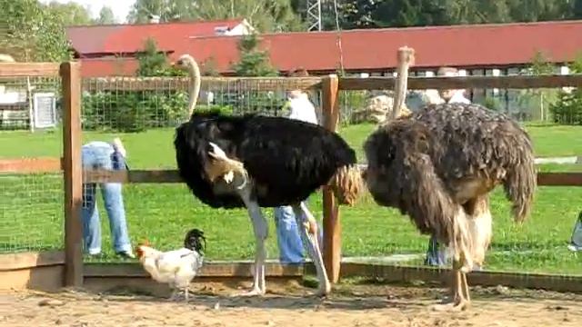 Парк Птиц в Воробьях: Страусы смотреть онлайн