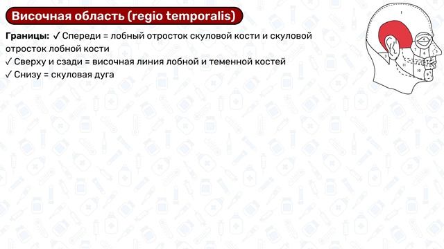 Мозговой отдел черепа: топографическая анатомия головы