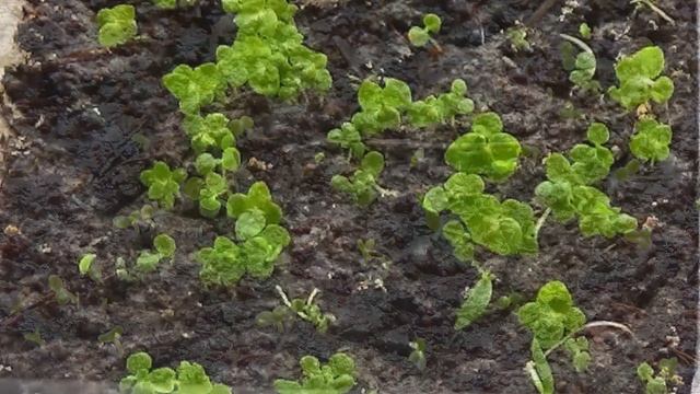 Агератум из семян  Рассада агератума от посева до высадки в грунт