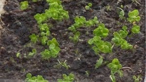 Агератум из семян  Рассада агератума от посева до высадки в грунт